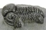 Detailed Gerastos Trilobite Fossil - Morocco #377241-1